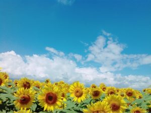 休日の振替と代休の区別